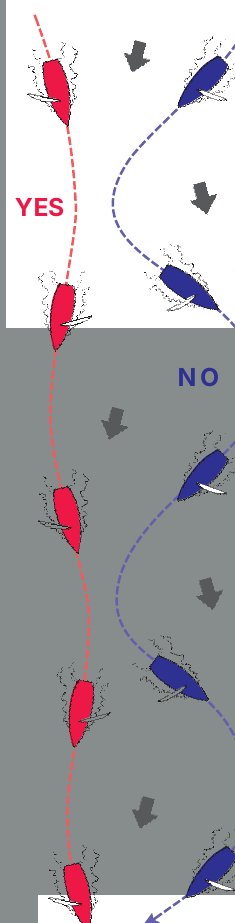 Gybe on the lifts: YES (red) and NO (blue) downwind tracks